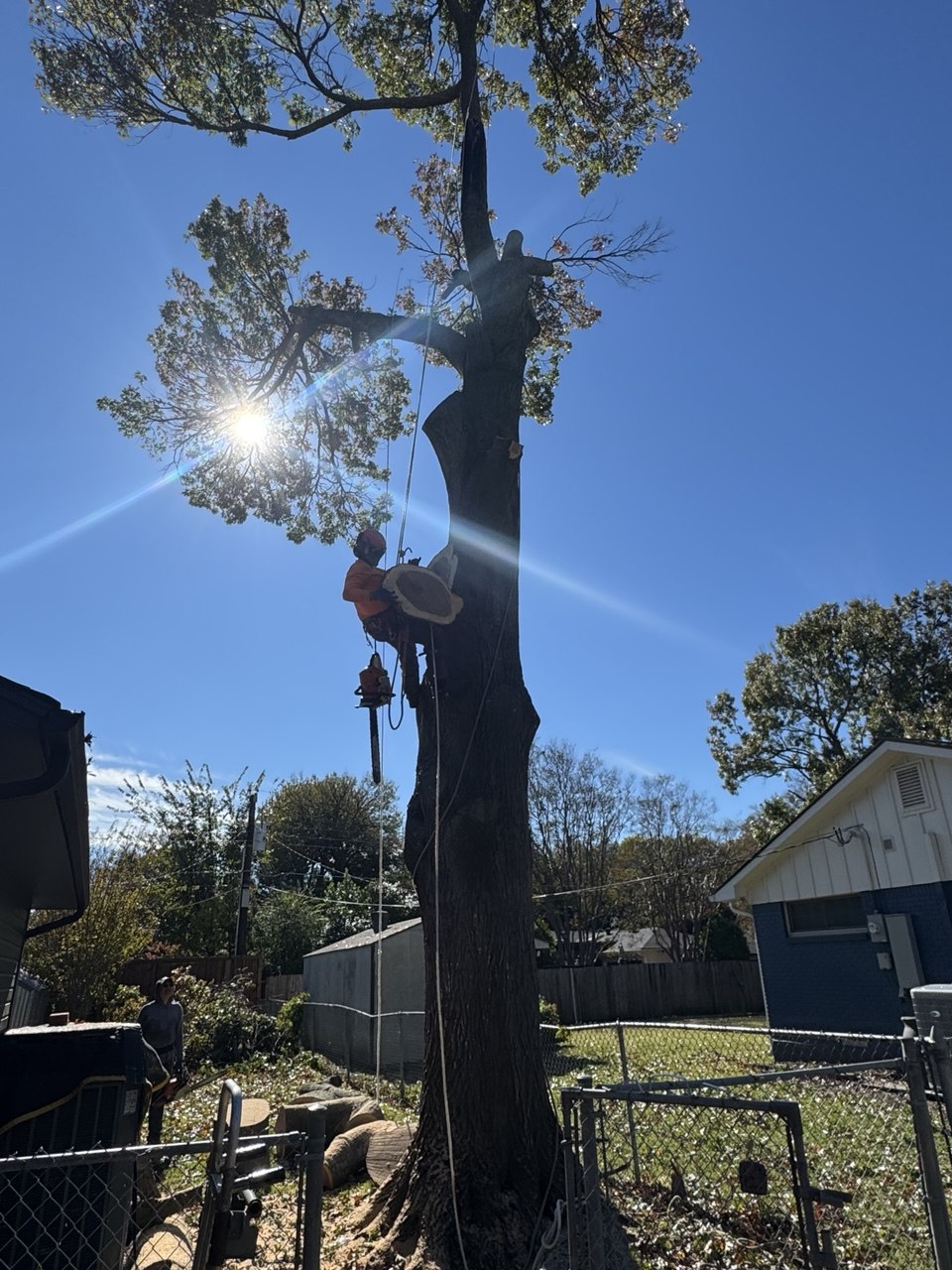 Ovilla Tree Service crew working on a real tree service job in North Texas