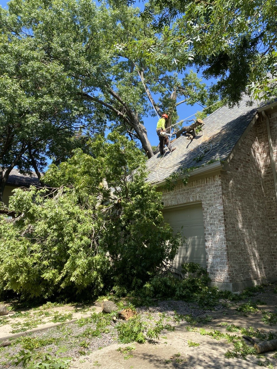 Ovilla Tree Service crew working on a real tree service job in North Texas