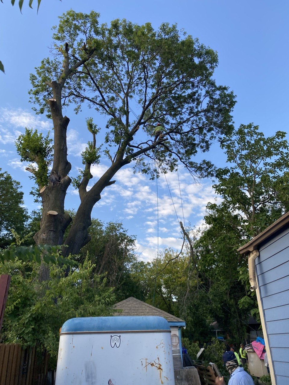 Ovilla Tree Service crew working on a real tree service job in North Texas