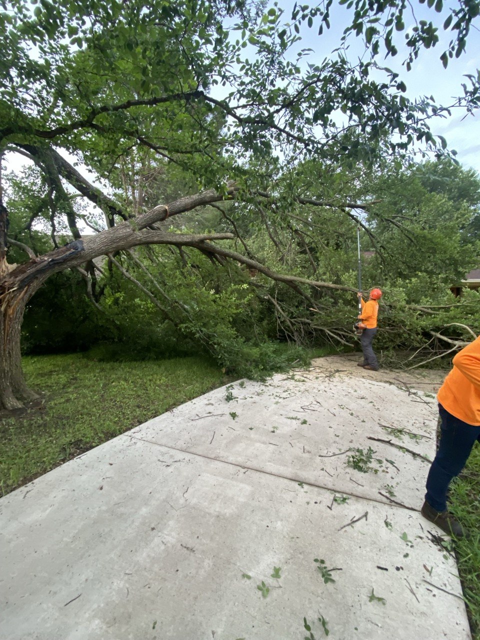 Ovilla Tree Service crew working on a real tree service job in North Texas